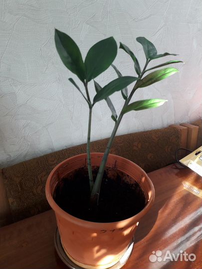 Продам цветы комнатные