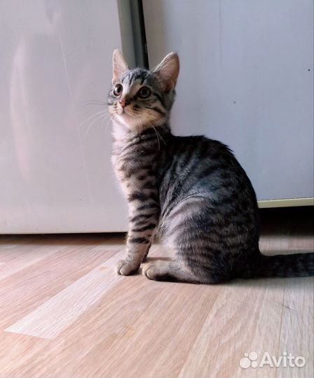 Котёнок тигрёнок