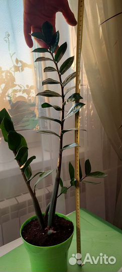 Замиокулькас с горшком (доллар.дерево)