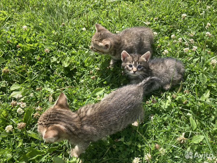 Котята мышеловы бесплатно