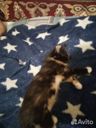 Котëнок в добрые руки