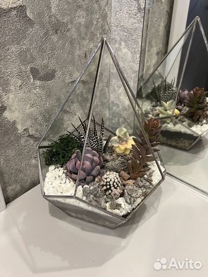 Флорариум с живыми растениями. Подарок. Растения