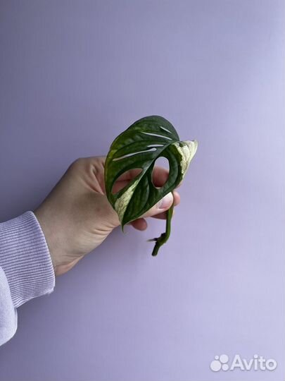 Монстера/эпипремнум/филодендрон