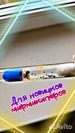 Муравьи Lasius Niger (Чёрный садовый муравей)