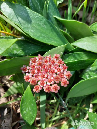 Хойи из личной коллекции