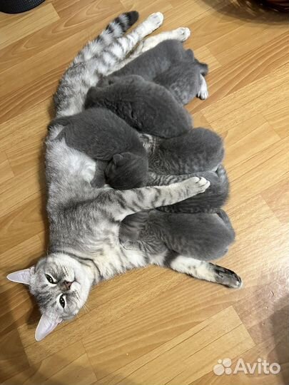 Британские котята