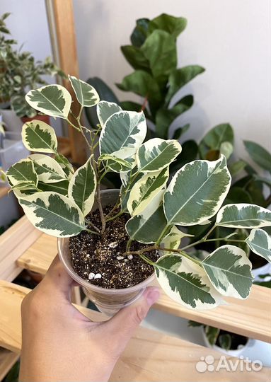 Черенки фикусов сафари, твайлайт и др