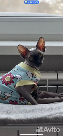 Канадский сфинкс