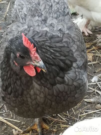 Семья сильверруд