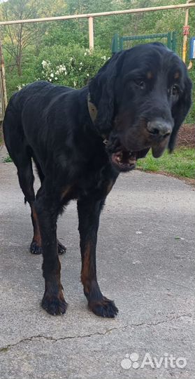 Ищем хозяина