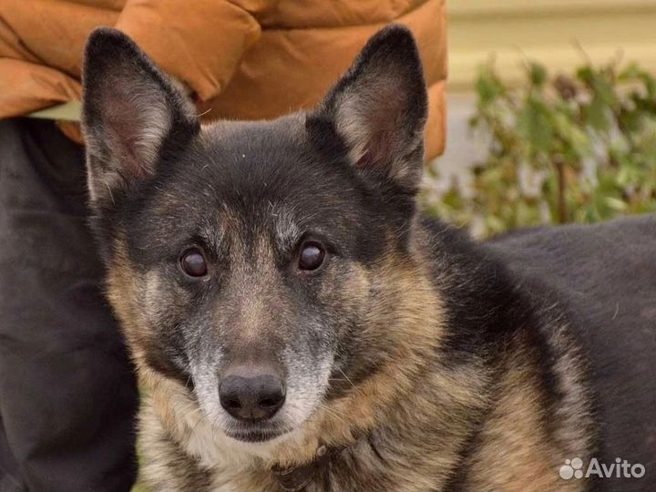 Помогите Оскару