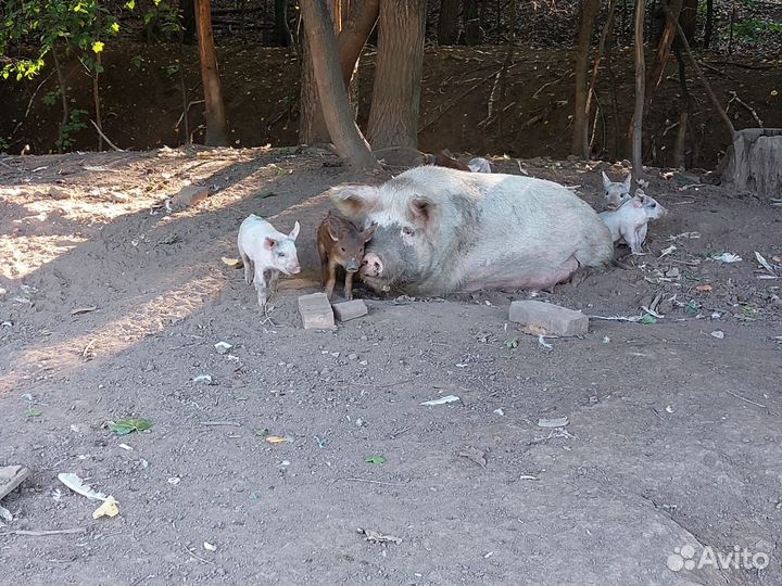 Поросята