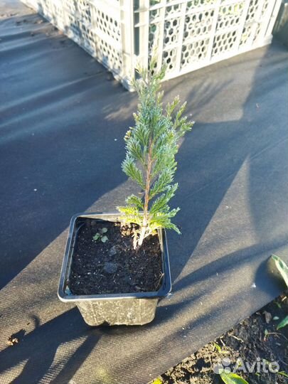 Саженцы ива, туи, межжевельник, клубника