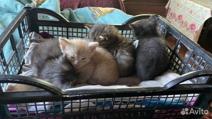 Котята в добрые руки