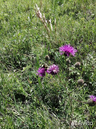 Натуральный Мёд в сотах 2023