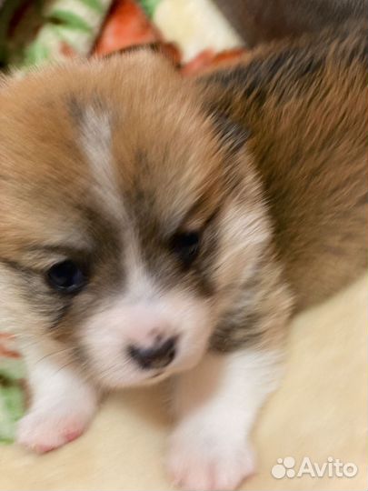 Вельш-корги пемброк щенки