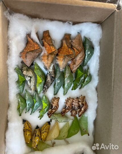 Коконы (куколки) тропипических бабочек Оптом