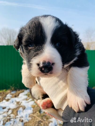 Красивый щенок ищет дом