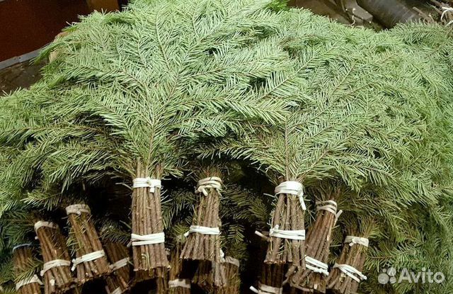 Пихтовые веники