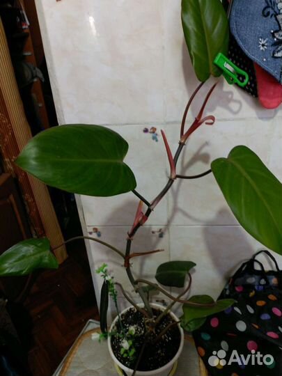 Филодендрон
