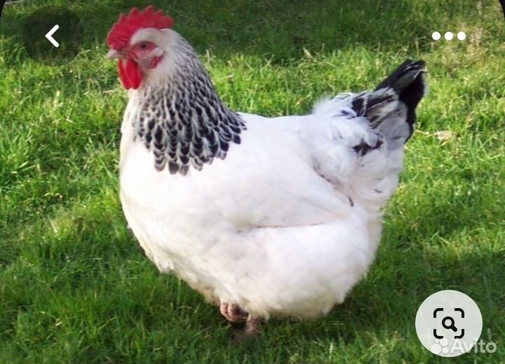 Куры несушки продам