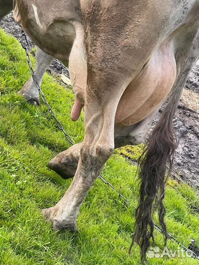 Корова дойна молочная