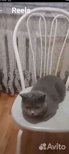 Кошка в дар