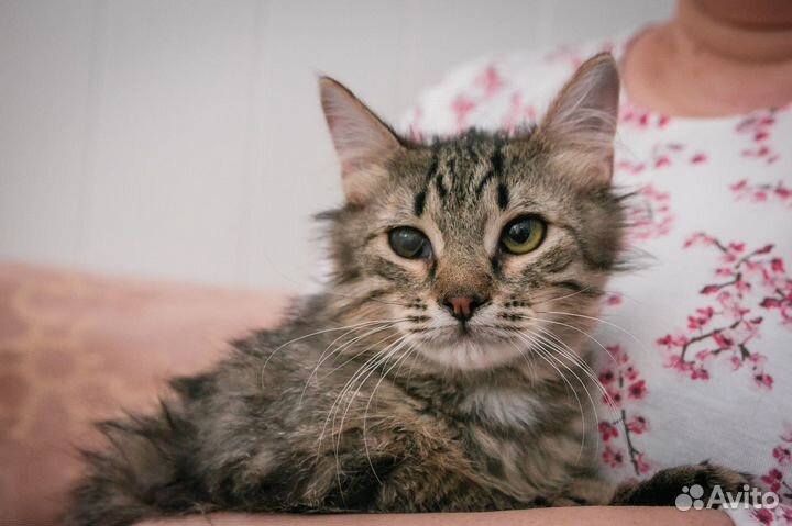 Особенный котенок нуждается в доме