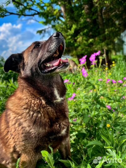 Багдад ищет семью