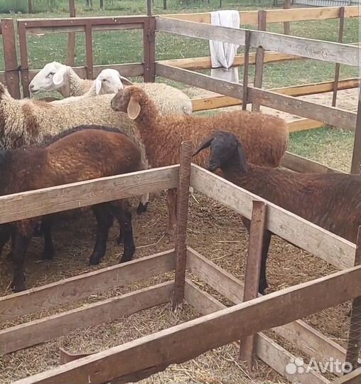 Гиссар эдельбай