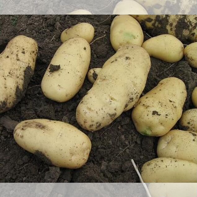 Продам картофель оптом и мелким оптом