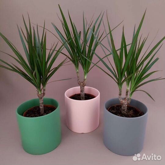 Драцена Комнатные растения Доставка растений