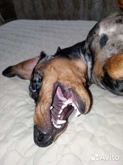 Собака маленькая порода