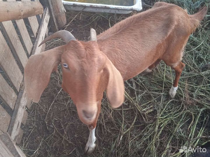 Нубийские козы