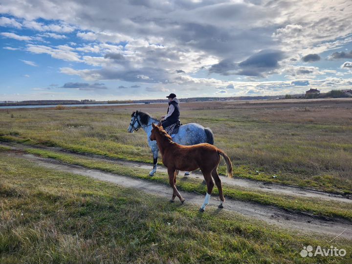 Конные прогулки