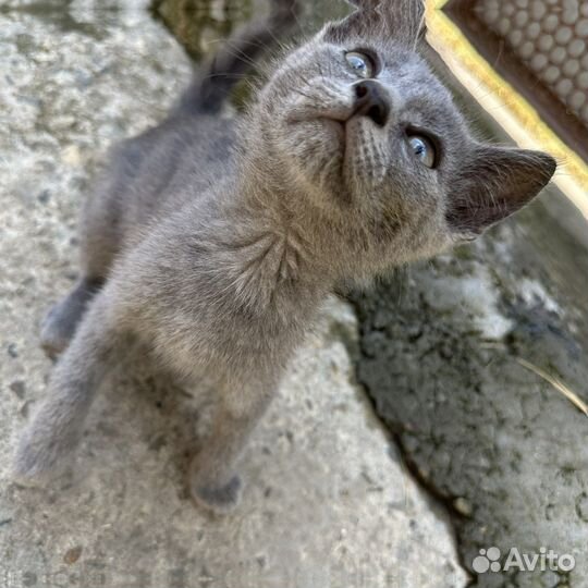 Котенок