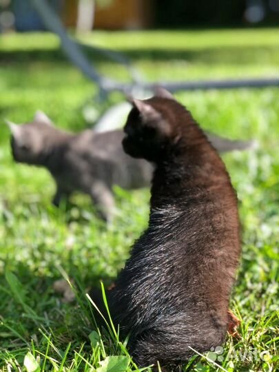 Котята Чаузи