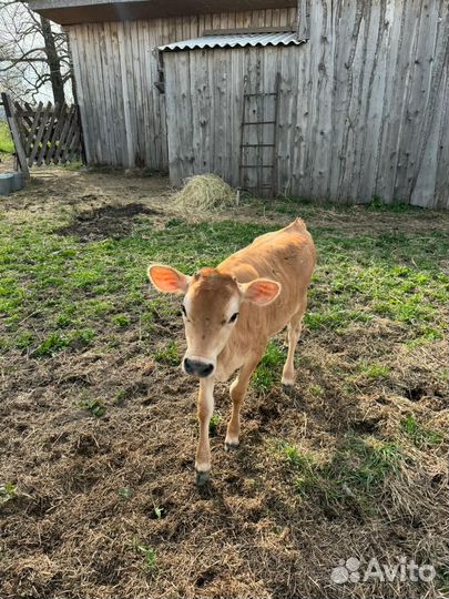 Тёлка джерсейской породы