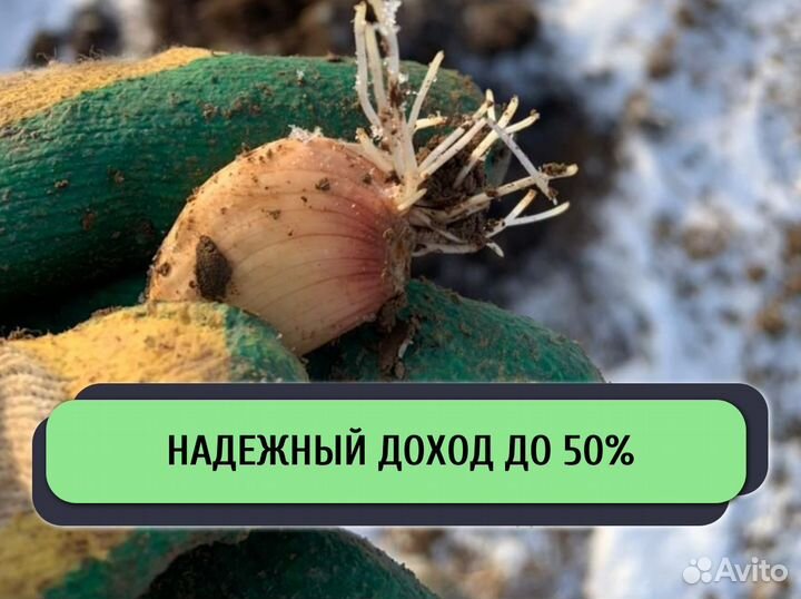 Ищу инвестора в сх. Доход до 50%