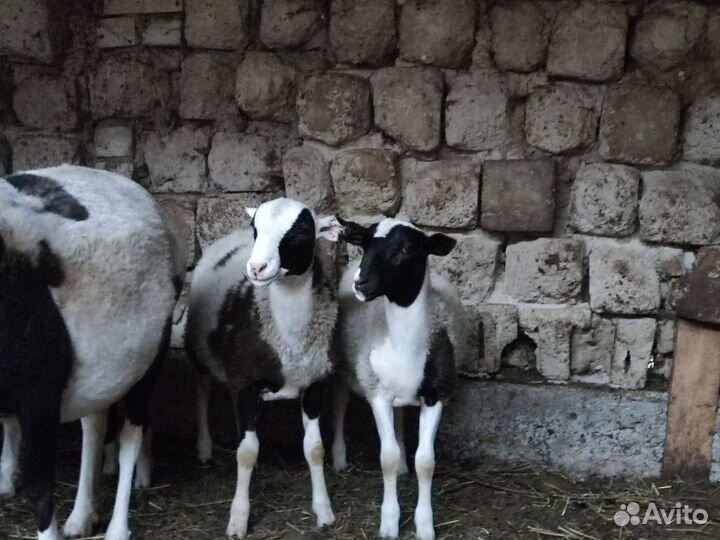 Овцы Дорпер смесь