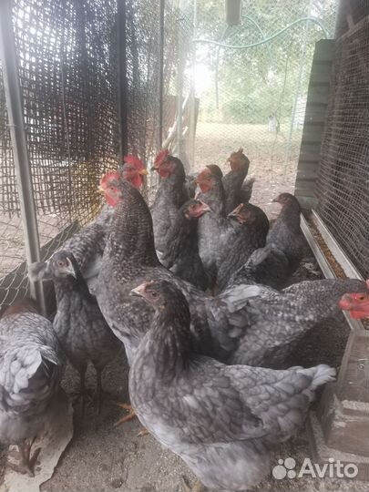 Куры молодки