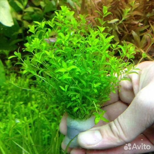 Аквариумные растение