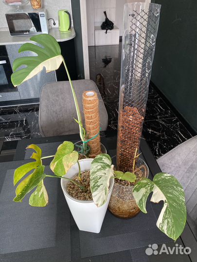 Монстера тайское созвездие. Луна. Альба