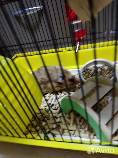 Сирийский хомяк девочка с клеткой