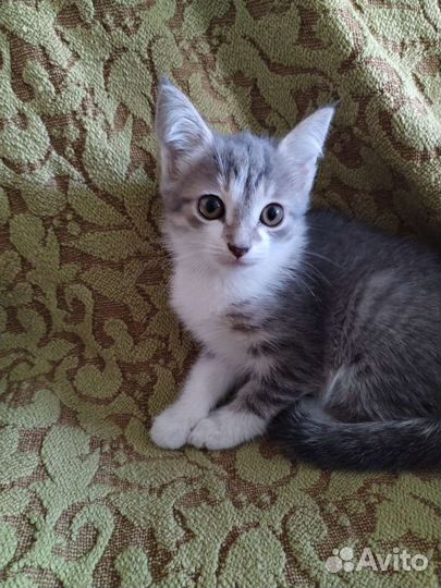 Котята в добрые руки бесплатно