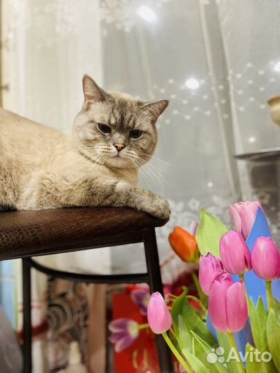 Котик в хорошие руки