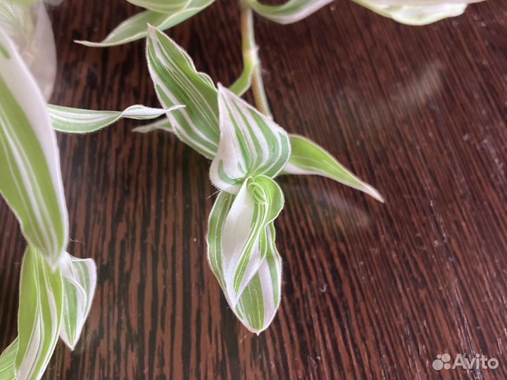 Традесканция