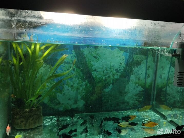 Аквариум с рыбками бу, 50 литров
