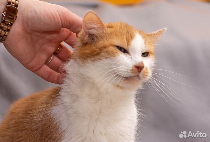 Миниатюрная кошечка Липа