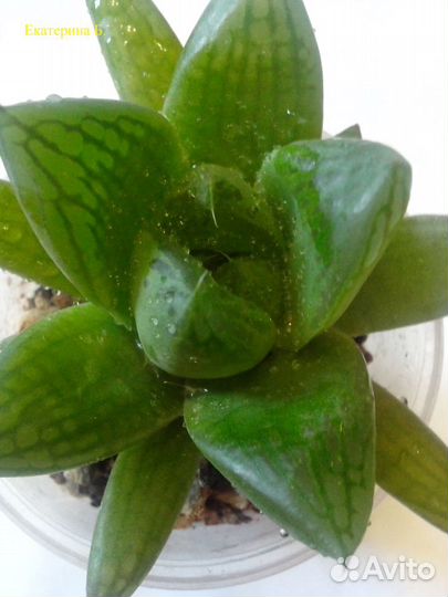 Комнатные растения цветы